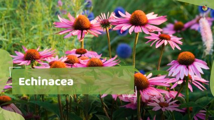 9 Medicinal Flowers That Are Perfect For Making Natural Scented Soap