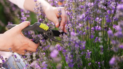 13 Plants to Deadhead Now for Fall Blooms