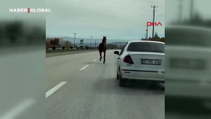 Kastamonu'da yol üzerinde başıboş at tehlikesi