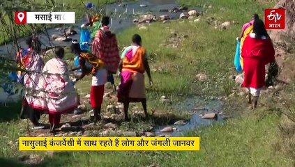 केन्या की मसाई जनजाति की अनोखी दुनिया, नासुलाई कंजर्वेसी में साथ रहते हैं इंसान और जंगली जानवर