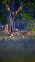 1st frame- Spotted deer 2nd-  peafowl 3rd- Blue bull