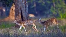 1st frame- Spotted deer 2nd-  peafowl 3rd- Blue bull