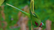 Alexandrine parakeet and rose-ringed parakeet