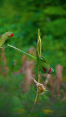 Alexandrine parakeet and rose-ringed parakeet