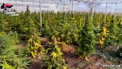 Sardegna, scoperta maxi piantagione di marijuana: sei arresti