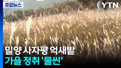 은빛 물결...밀양 사자평 억새밭 가을 정취 '물씬' / YTN