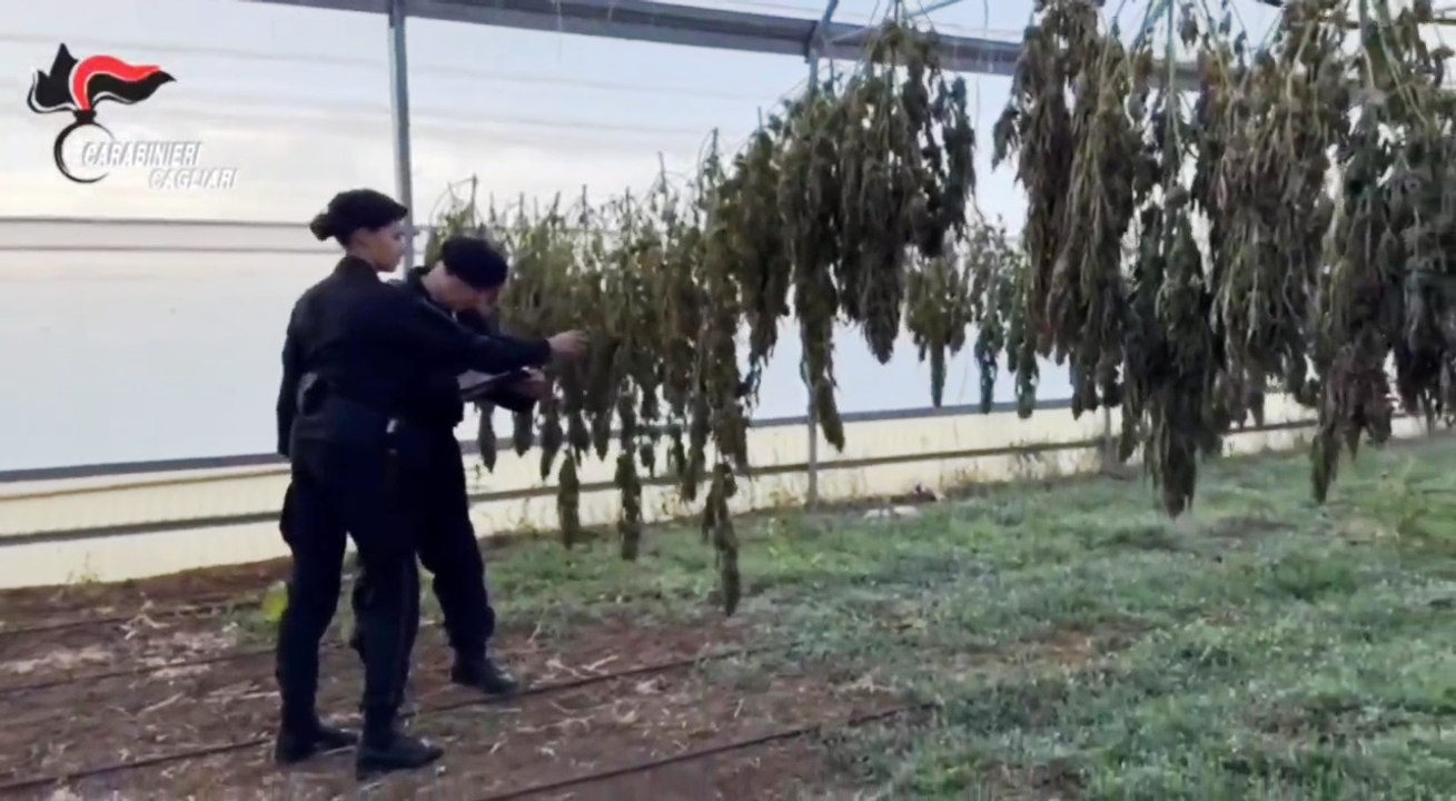 Sardegna, sequestrate 9mila piante di marijuana a Monastir: 6 arresti (04.11.25)