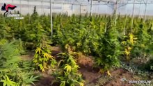 Sardegna, scoperta maxi piantagione di marijuana: sei arresti
