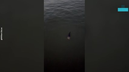 Man Rescues Raccoon From Drowning