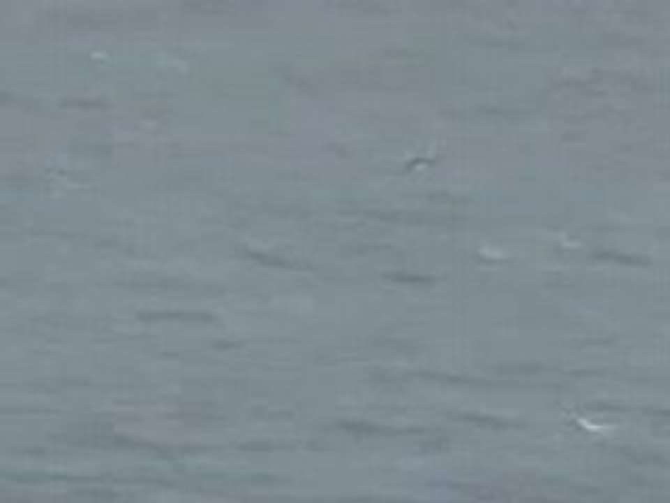 Flying Fish  or Fliegender Fisch