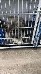 Quem é Patrício, cão abandonado em petshop que busca lar em Florianópolis