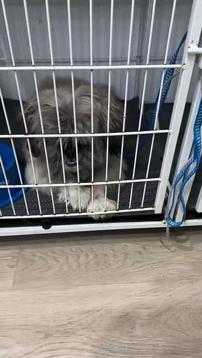 Quem é Patrício, cão abandonado em petshop que busca lar em Florianópolis