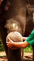 Elephant Rehabilitation: Satisfying ASMR Parasite Removal & Wound Care Compilation | Wildlife Rescue