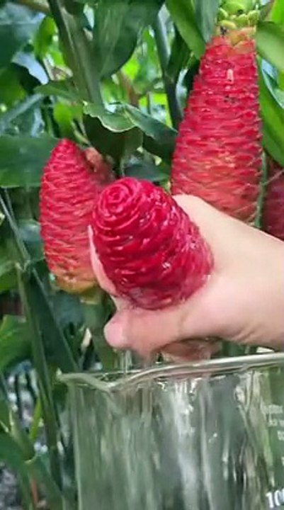 planta curioso