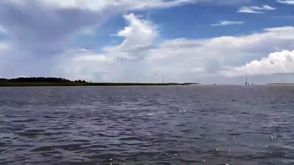 Ce dauphin fait le show pour des touristes... sauts impressionnants