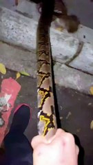 Il sauve un chat sur le point de se faire dévorer par un python