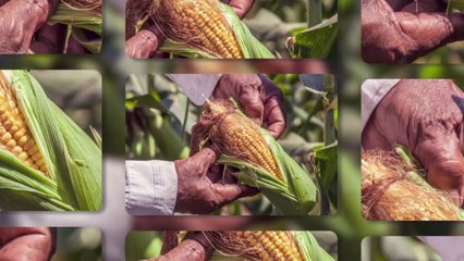 Corn Silk: The Natural Enemy of Cholesterol and Sugar