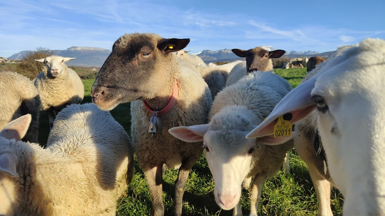 Dix brebis d'un même troupeau tuées par le loup à Chavanod