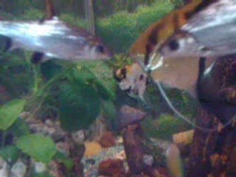 Video ( ponte de scalaire )