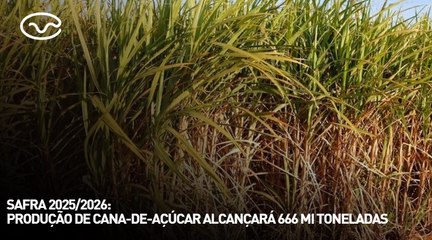 Safra 2025/2026: produção de cana-de-açúcar alcançará 666 mi toneladas