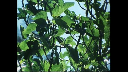 Nuestros arboles - La higuera