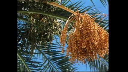 Nuestros arboles - La palmera canaria