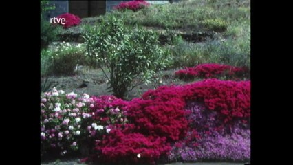 Nuestros arboles - Canarias a primera vista
