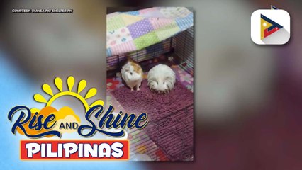 Wednesday Pet's Day | Guinea pig