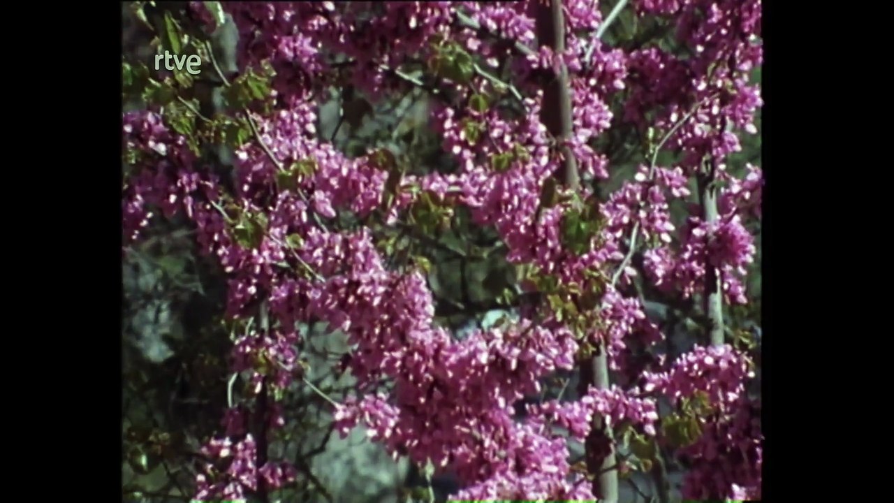 Nuestros arboles - El laurel