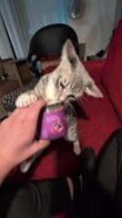 Cat Gets Overexcited Seeing Catnip for First Time