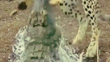 *Rare and Stunning Moments Captured by the Camera – See for Yourself!* 🎥✨