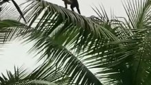 Mono en Matas de Coco