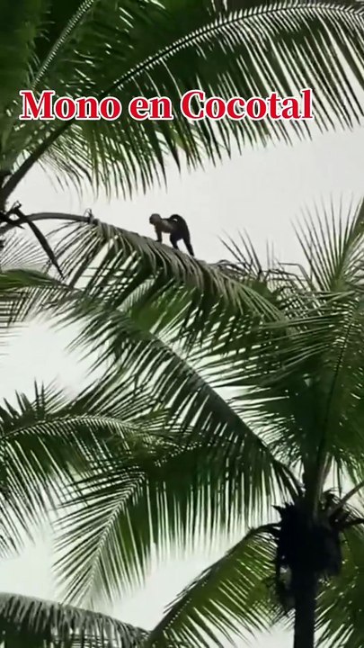 Mono en Matas de Coco