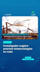 Investigador sugiere priorizar biotecnologías en maíz