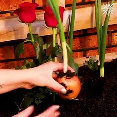 Onion hacks for finger cuts!