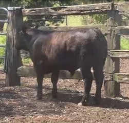 Upper Hunter Beef Bonanza 2025