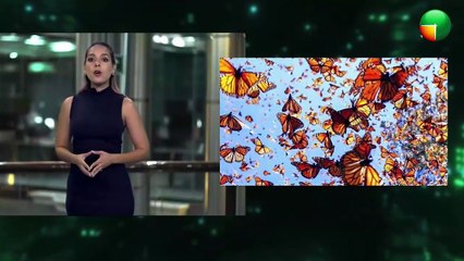 Sheinbaum responde | Mariposas con chip | Fátima Bosch habla | En Vivo Noticiero Al Cierre