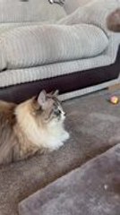 Cat's Hilarious Fail While Climbing Scratch Post