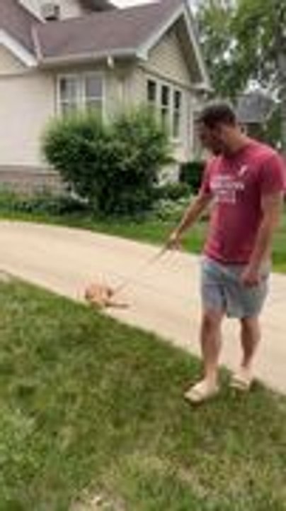 Dramatic Cat Refuses to Walk After Begging to Go Outside