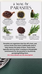🌿 6 Herbs Traditionally Used for Parasite Cleansing