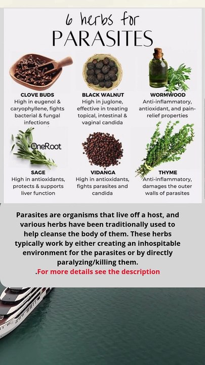 🌿 6 Herbs Traditionally Used for Parasite Cleansing