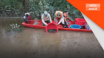 Lebih 6,500 anak penyu taricaya dilepaskan di Amazon Peru