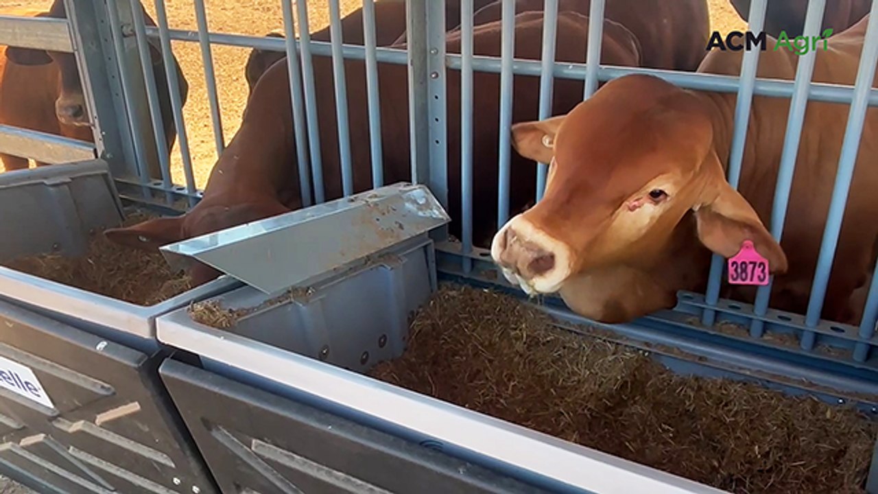 Feed efficiency system in action