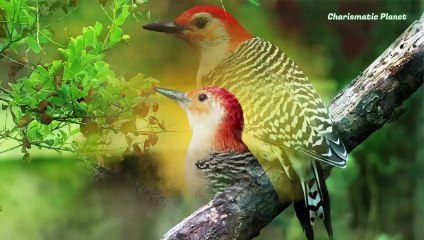 Red Bellied Woodpecker Sound Identification Guide