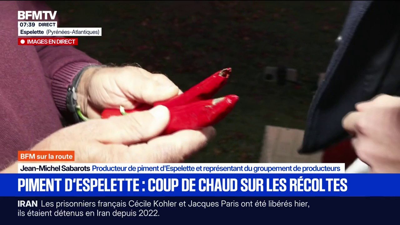 La récolte du piment d'Espelette perturbée par un climat trop chaud