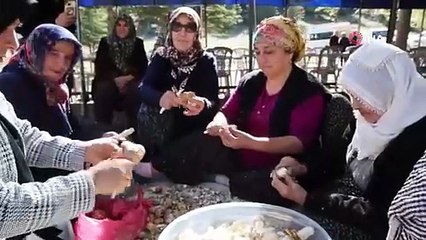 Doğada kendi kendine yetişiyor, kilosu 1.000 TL'ye Japonya'ya ihraç ediliyor!