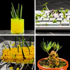 Useful plant hacks to grow your own garden