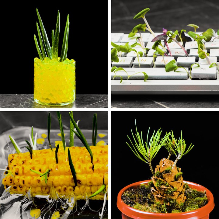 Useful plant hacks to grow your own garden
