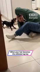 Dog vs Girl: The Hilarious Hair Tug Battle You Have to See!|| Heartsome 💖