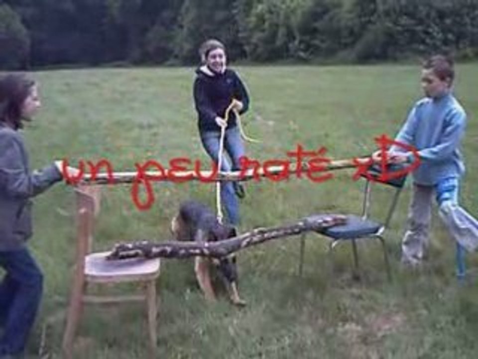 saut d'obstacle ou CSO pour chien